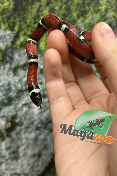 Magazoo Nelson milk snake #3