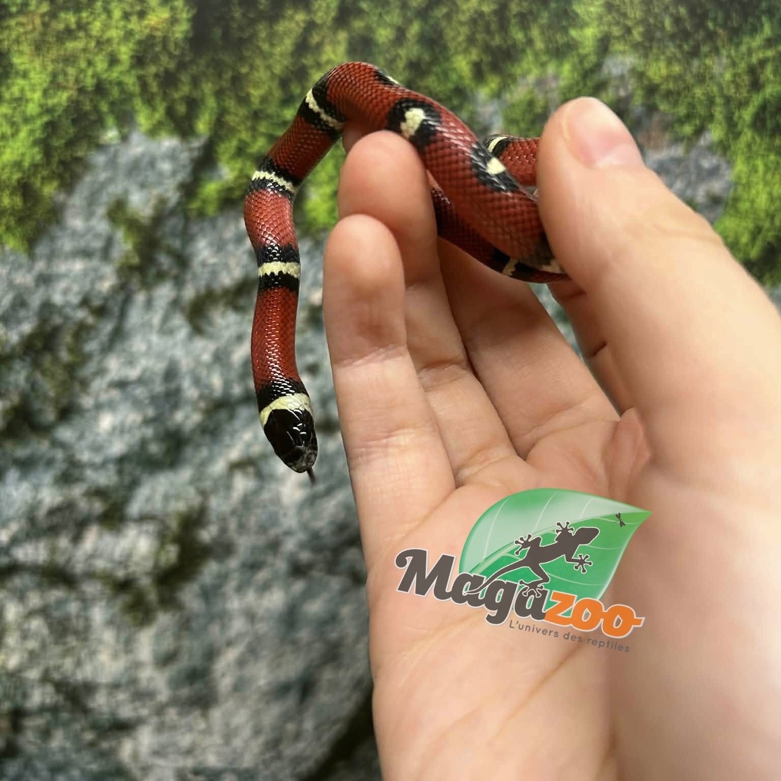 Magazoo Nelson milk snake #3