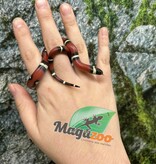 Magazoo Serpent laitier Nelson #3