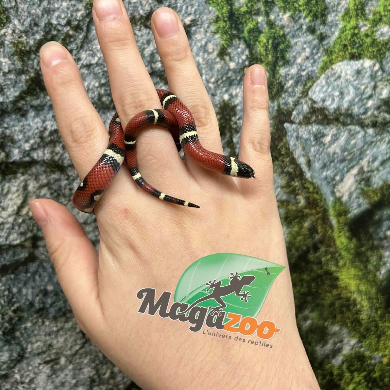 Magazoo Nelson milk snake #3