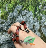 Magazoo Nelson milk snake #3