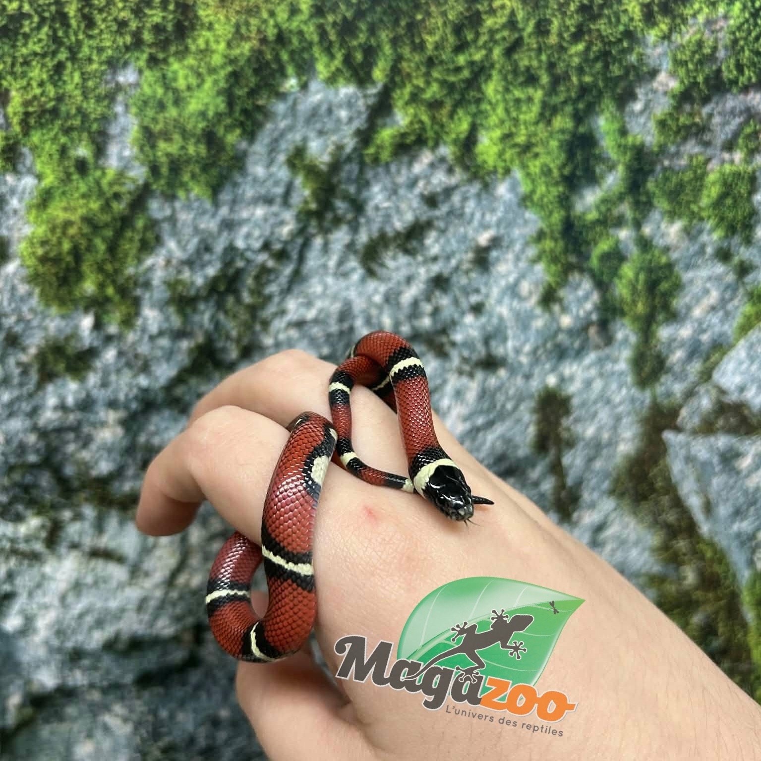 Magazoo Nelson milk snake #3