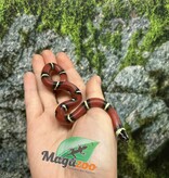 Magazoo Nelson milk snake #3