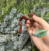 Magazoo Nelson milk snake #3