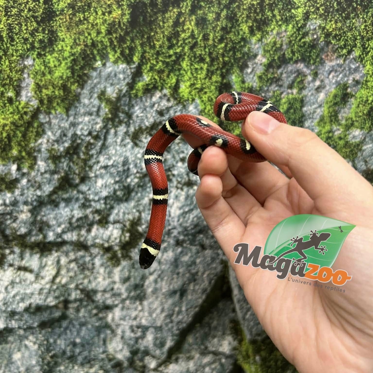Magazoo Nelson milk snake #3
