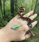 Magazoo Baby Tessera (D. het. Amel Anery) Corn Snake #6