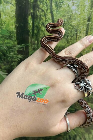 Magazoo Baby Tessera (D. het. Amel Anery) Corn Snake #6