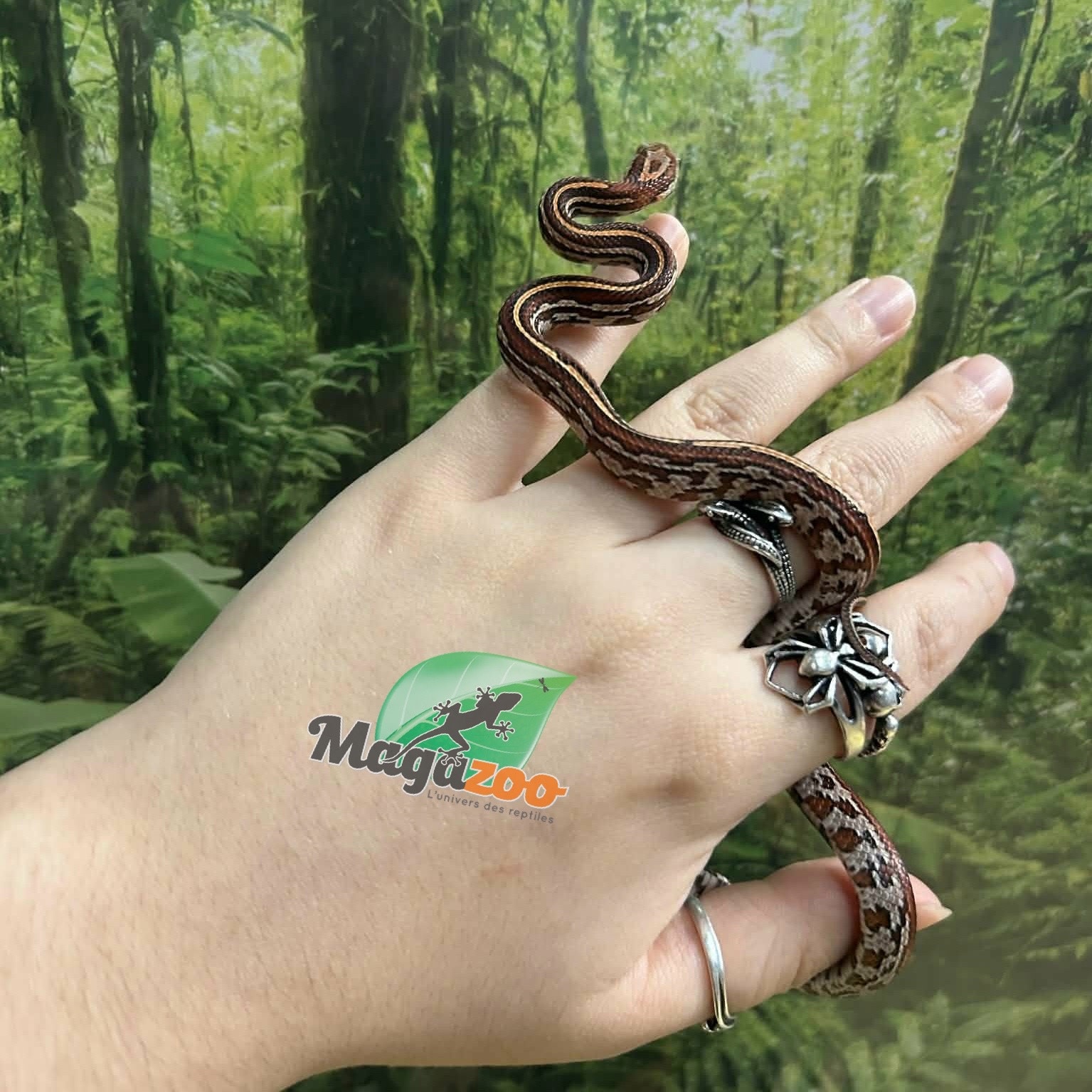 Magazoo Baby Tessera (D. het. Amel Anery) Corn Snake #6