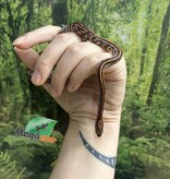 Magazoo Baby Tessera (D. het. Amel Anery) Corn Snake #6