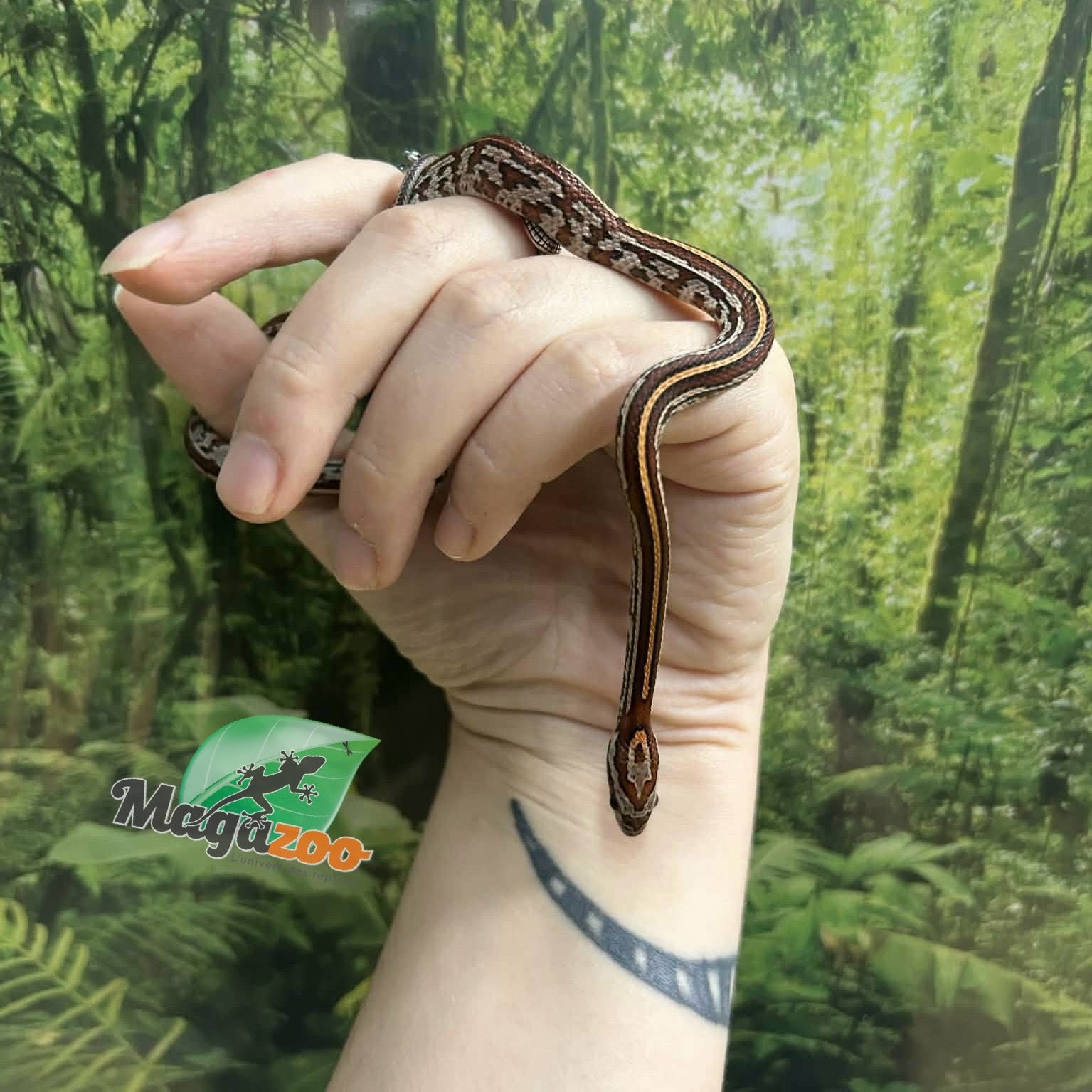 Magazoo Serpent des blés Tessera (D. het. Amel Anery) Bébé #6 Femelle