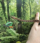 Magazoo Baby Tessera (D. het. Amel Anery) Corn Snake #6