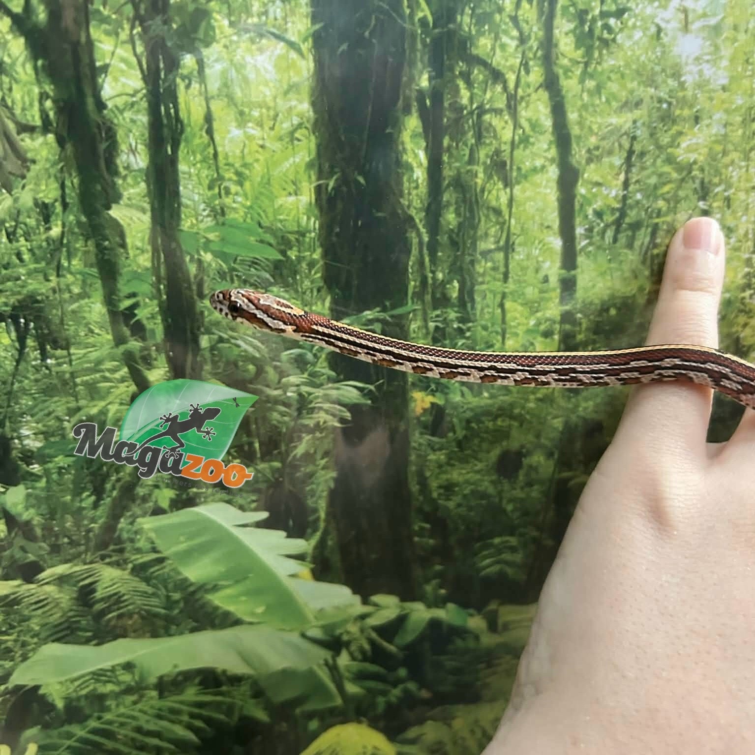 Magazoo Baby Tessera (D. het. Amel Anery) Corn Snake #6