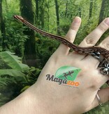 Magazoo Baby Tessera (D. het. Amel Anery) Corn Snake #6