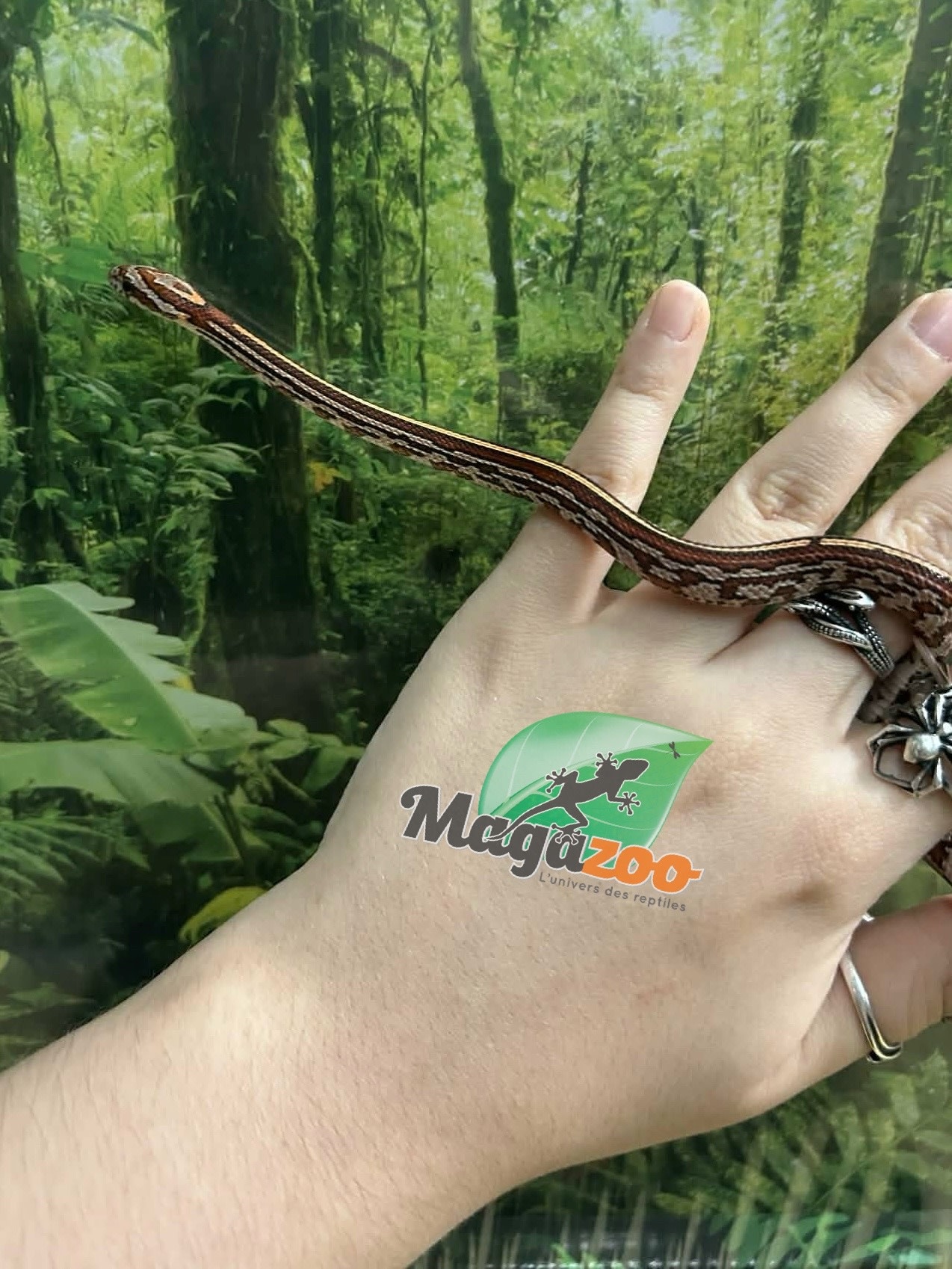 Magazoo Serpent des blés Tessera (D. het. Amel Anery) Bébé #6 Femelle