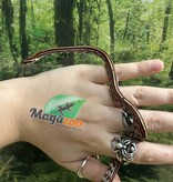 Magazoo Baby Tessera (D. het. Amel Anery) Corn Snake #6