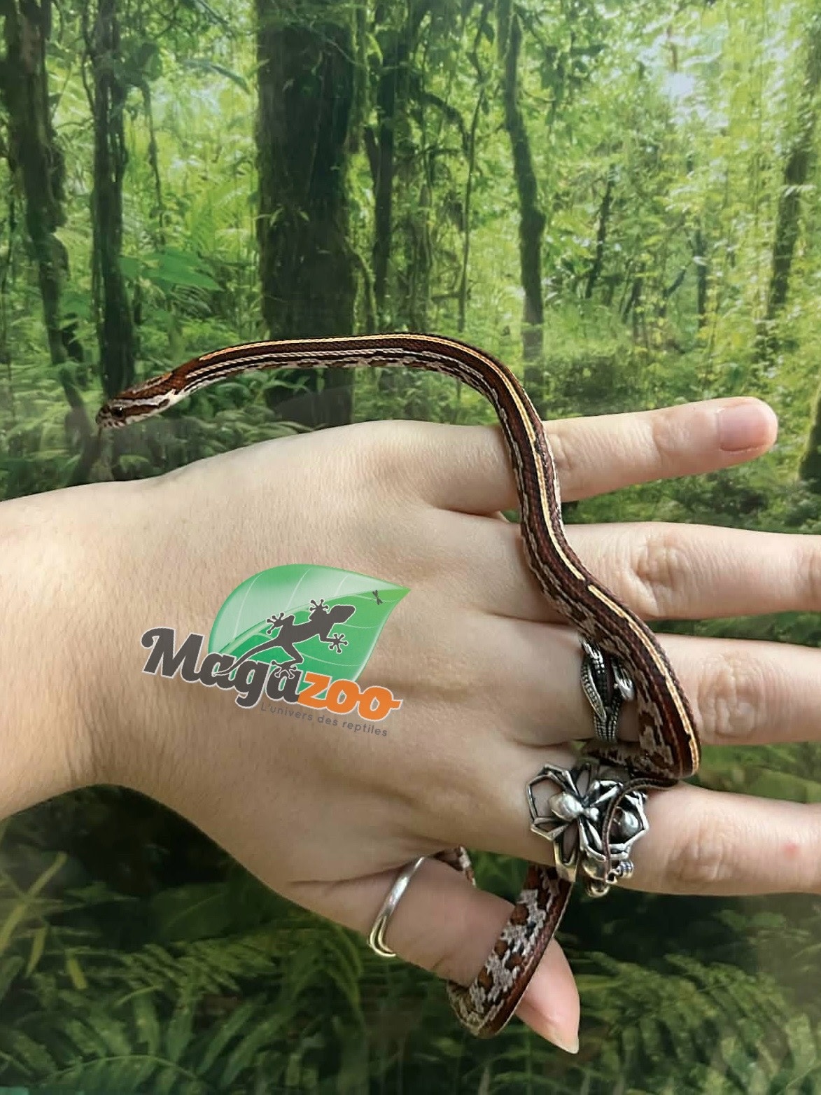 Magazoo Serpent des blés Tessera (D. het. Amel Anery) Bébé #6 Femelle