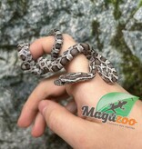 Magazoo Baby Anery het. Amel Corn Snake #3