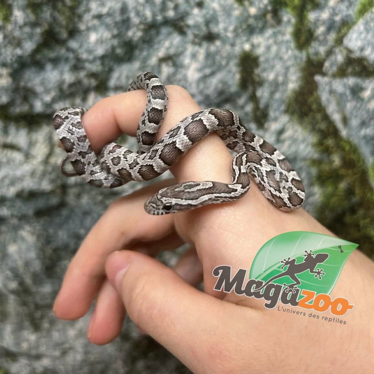 Magazoo Baby Anery het. Amel Corn Snake #3