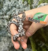 Magazoo Baby Anery het. Amel Corn Snake #3