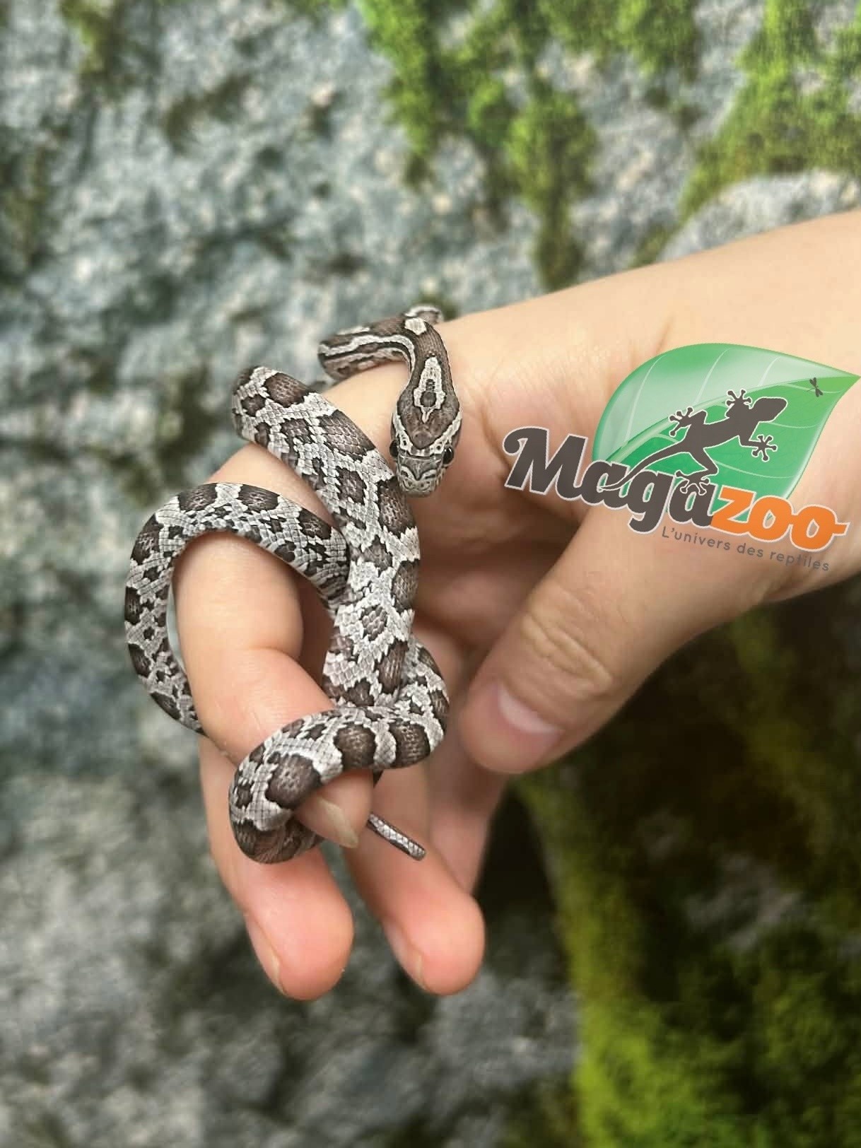 Magazoo Serpent des blés Anery het. Amel Bébé #6 Femelle