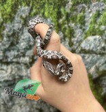 Magazoo Baby Anery het. Amel Corn Snake #3