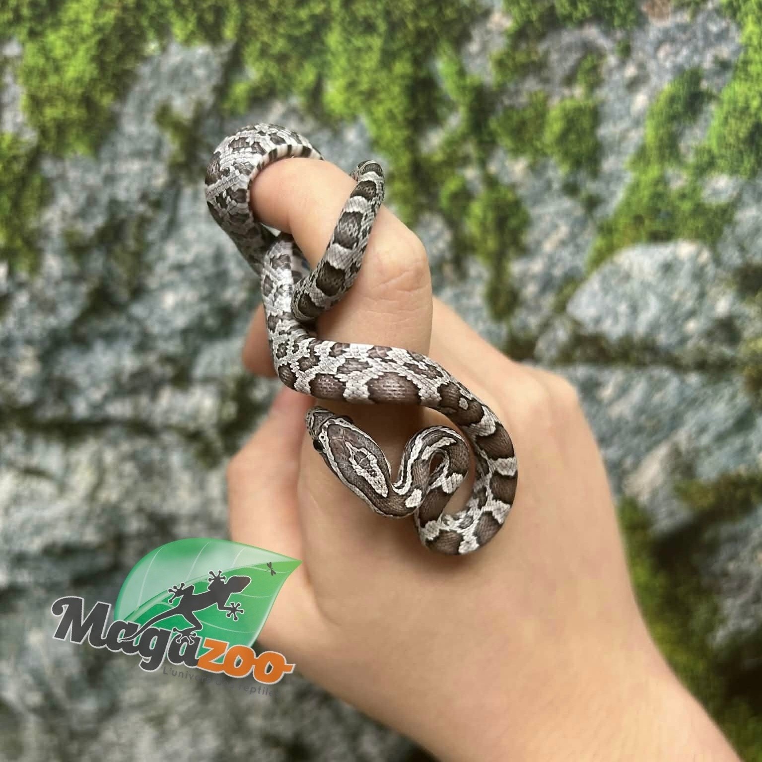 Magazoo Baby Anery het. Amel Corn Snake #3