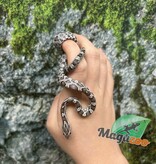 Magazoo Baby Anery het. Amel Corn Snake #3