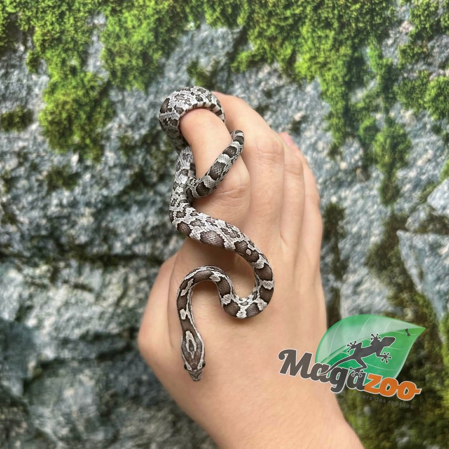 Magazoo Baby Anery het. Amel Corn Snake #3