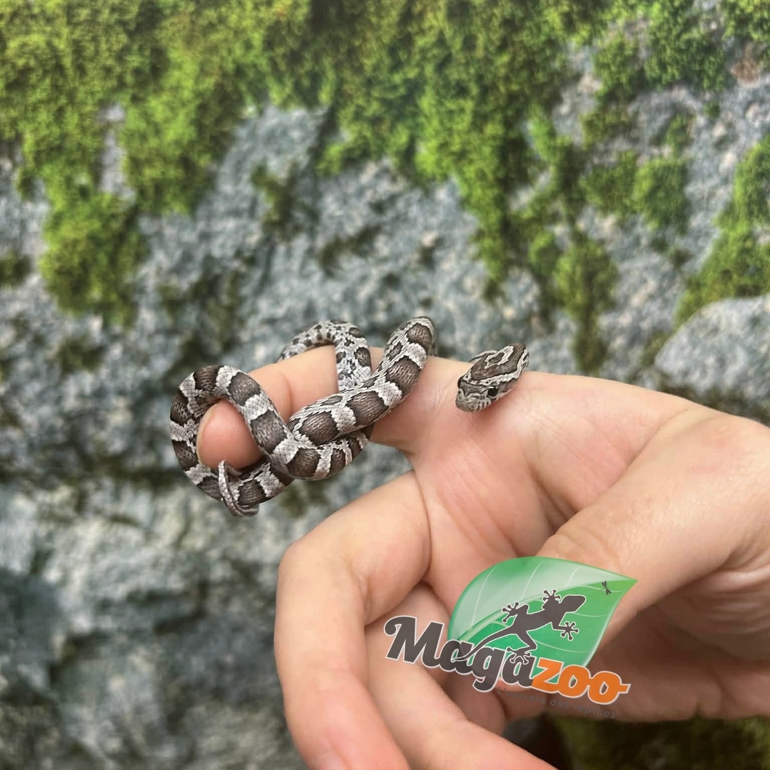 Magazoo Serpent des blés Anery het. Amel Bébé #6 Femelle