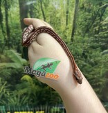 Magazoo Serpent des blés Tessera (D. het. Amel Anery) Bébé #5 Femelle