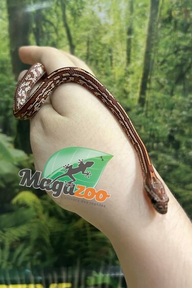 Magazoo Baby Tessera (D. het. Amel Anery) Corn Snake #5