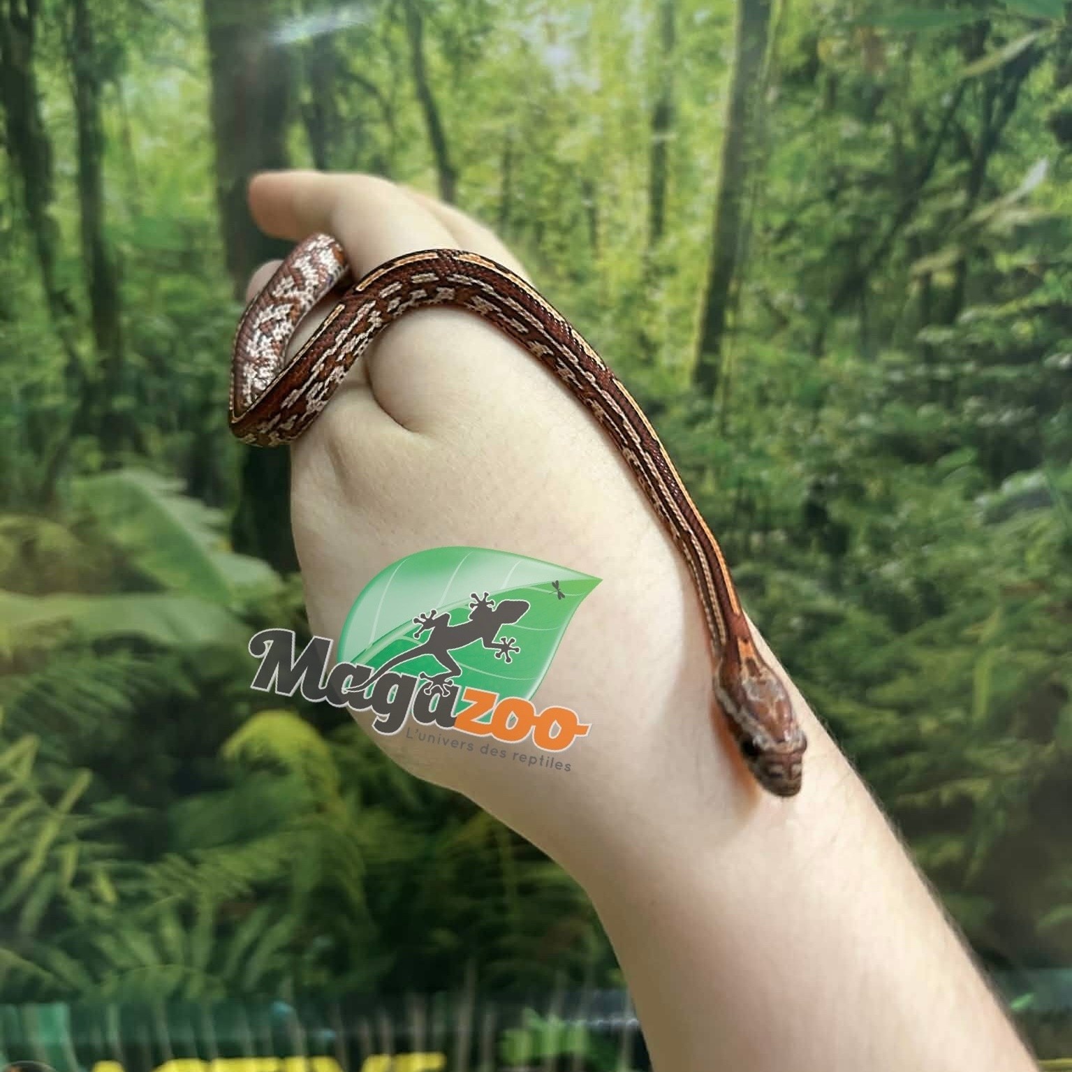 Magazoo Baby Tessera (D. het. Amel Anery) Corn Snake #5