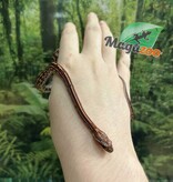 Magazoo Serpent des blés Tessera (D. het. Amel Anery) Bébé #5 Femelle