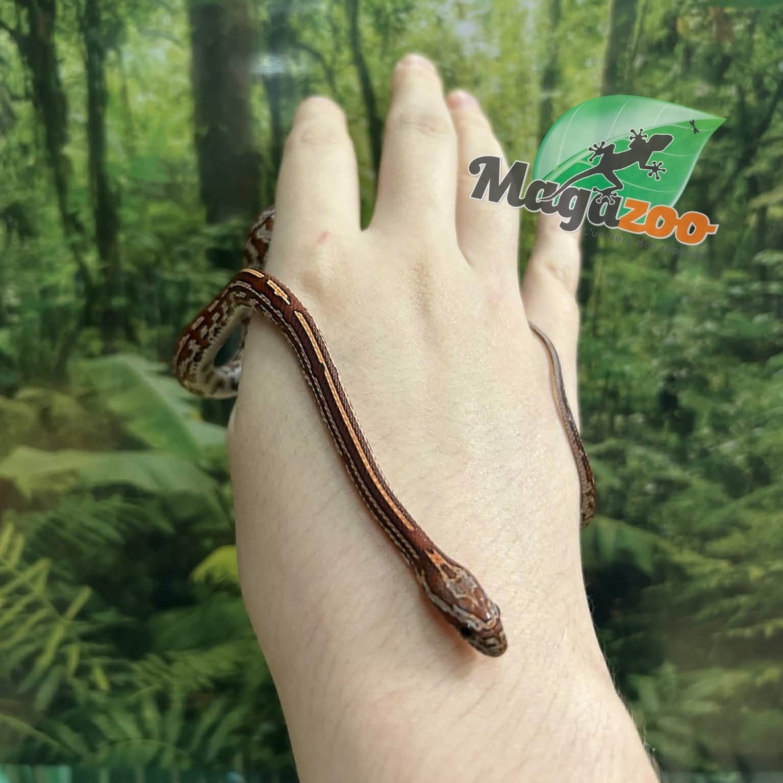 Magazoo Serpent des blés Tessera (D. het. Amel Anery) Bébé #5 Femelle