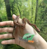 Magazoo Serpent des blés Tessera (D. het. Amel Anery) Bébé #5 Femelle