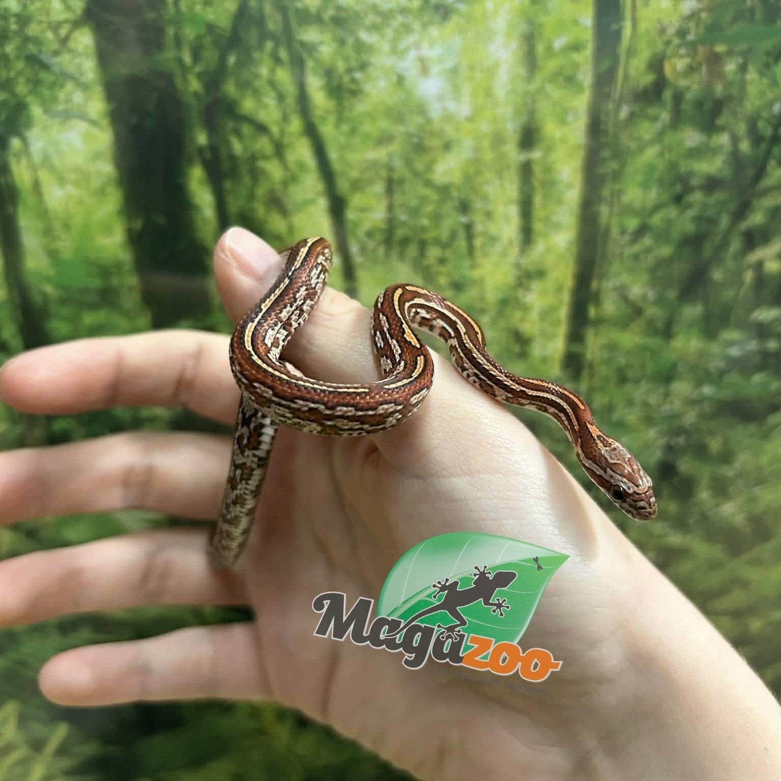 Magazoo Serpent des blés Tessera (D. het. Amel Anery) Bébé #5 Femelle