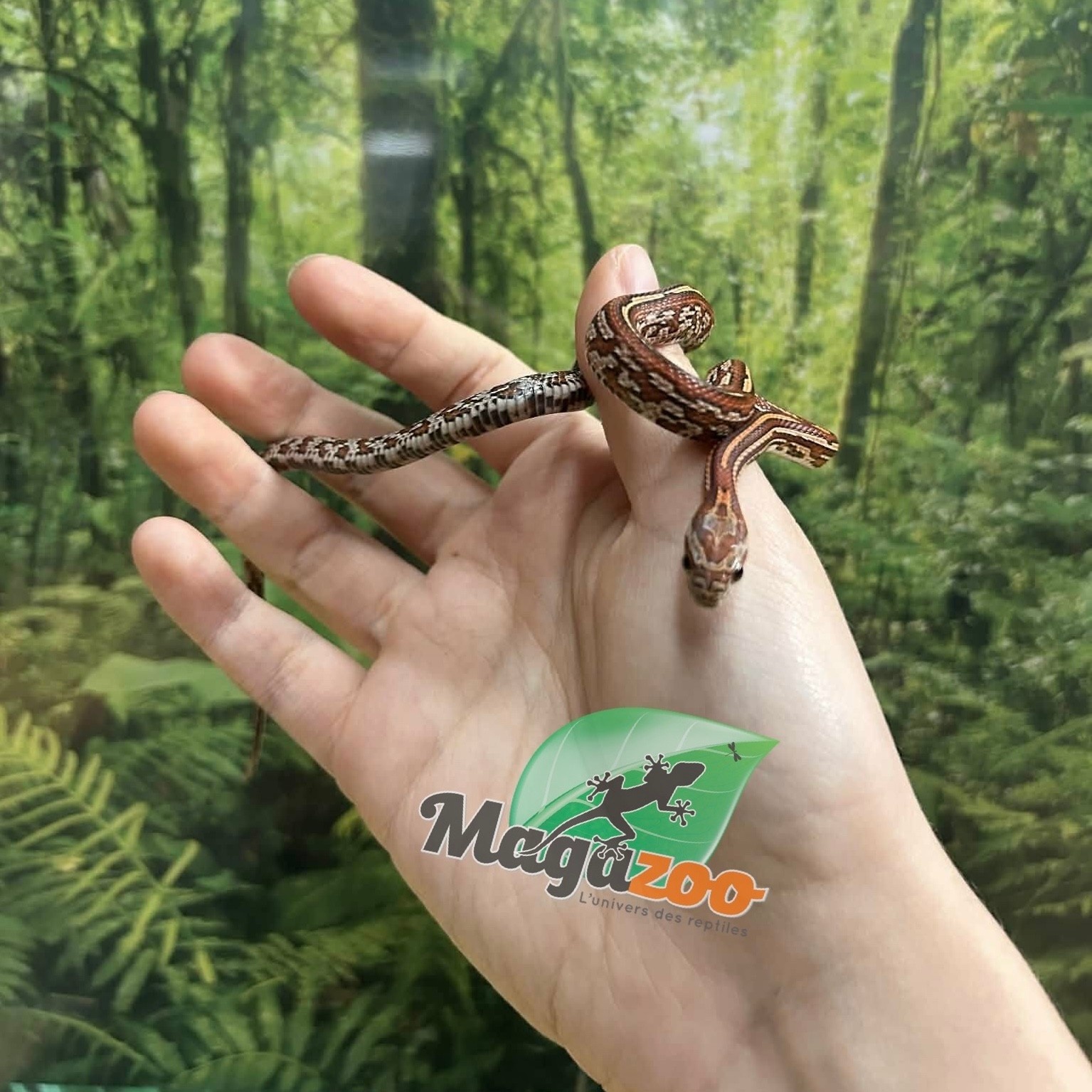 Magazoo Baby Tessera (D. het. Amel Anery) Corn Snake #5