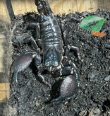 Magazoo Scorpion empereur Femelle Sub-Adulte