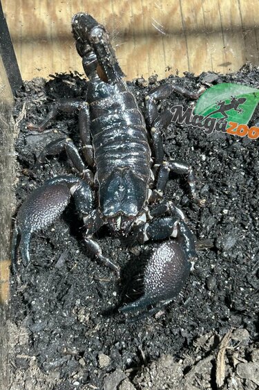 Magazoo Scorpion empereur Femelle Sub-Adulte