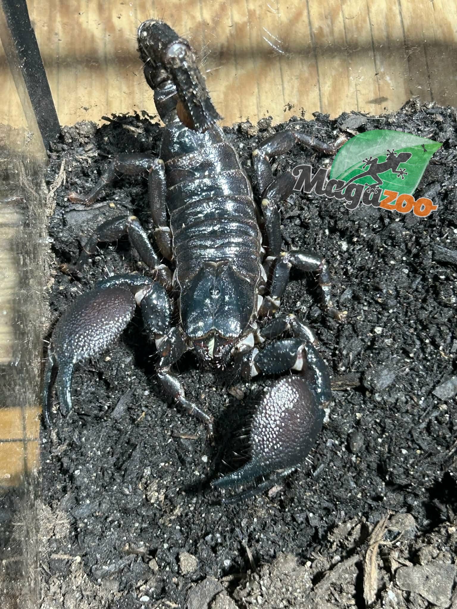 Magazoo Female Sub-Adult Emperor scorpion