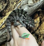 Magazoo Ambilobe male Panther chameleon (August 9, 2025)