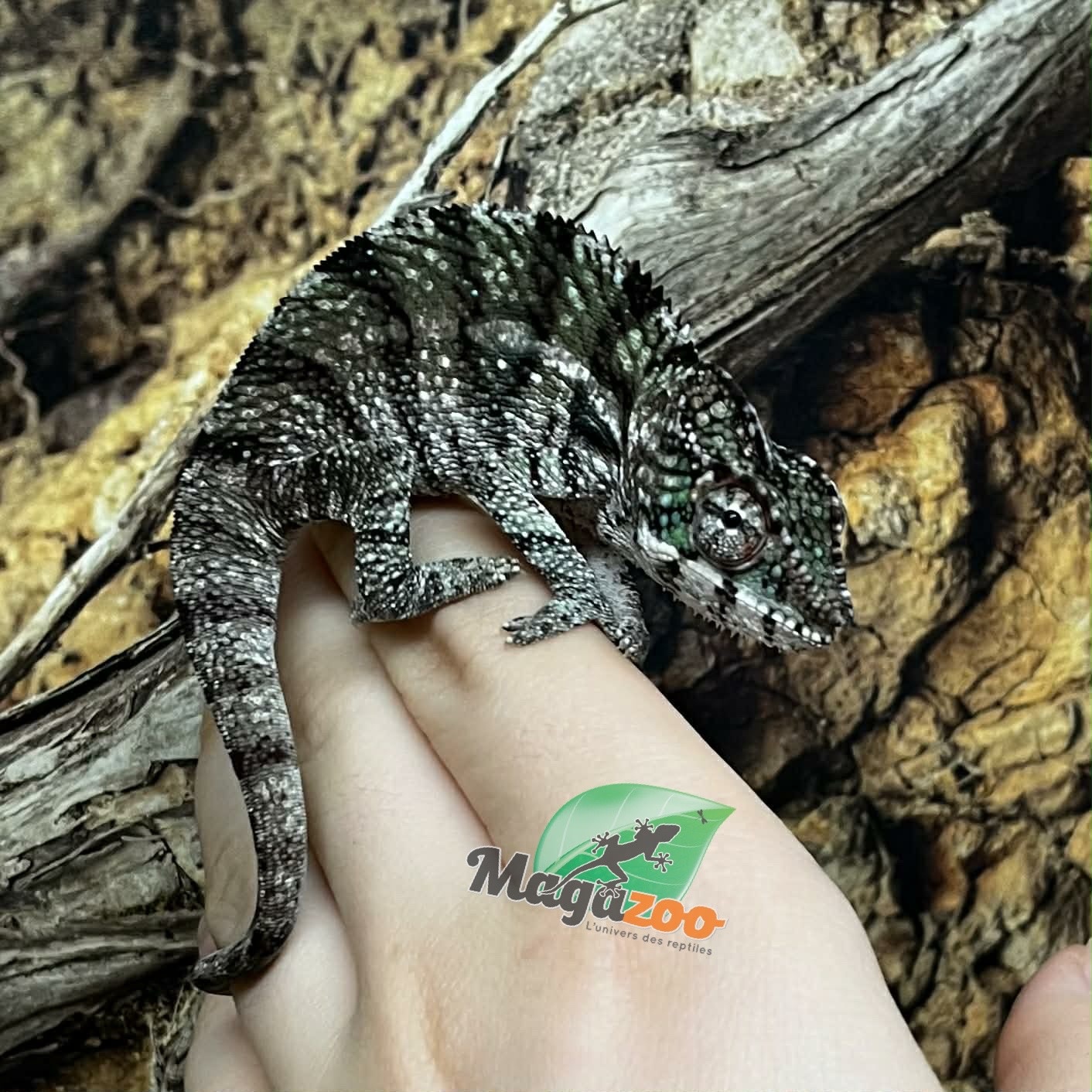 Magazoo Caméléon Panthère Ambilobe mâle ( 9 août  2025)