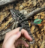 Magazoo Ambilobe male Panther chameleon (August 9, 2025)