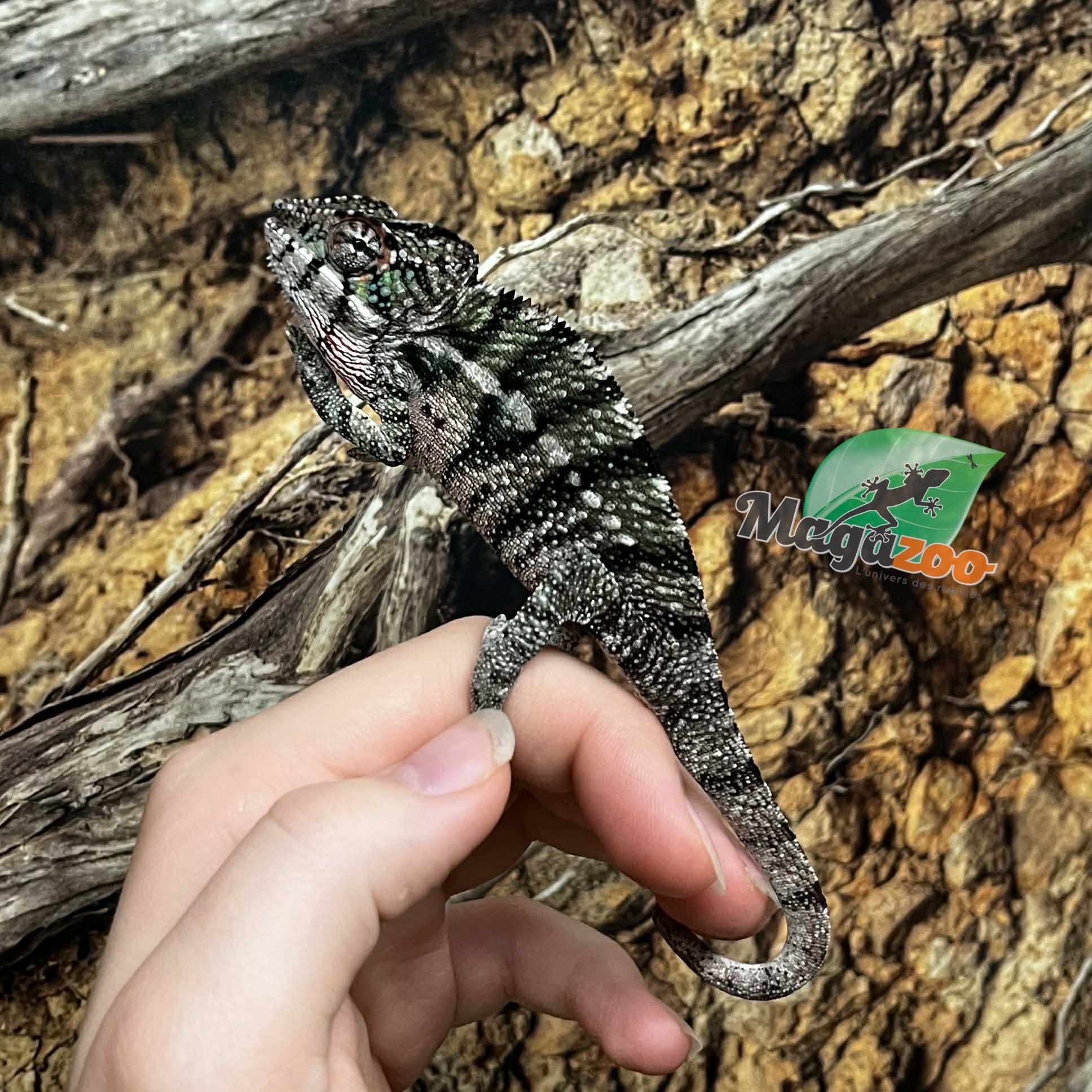 Magazoo Ambilobe male Panther chameleon (August 9, 2025)