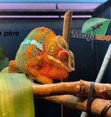 Magazoo Ambilobe male Panther chameleon (August 9, 2025)