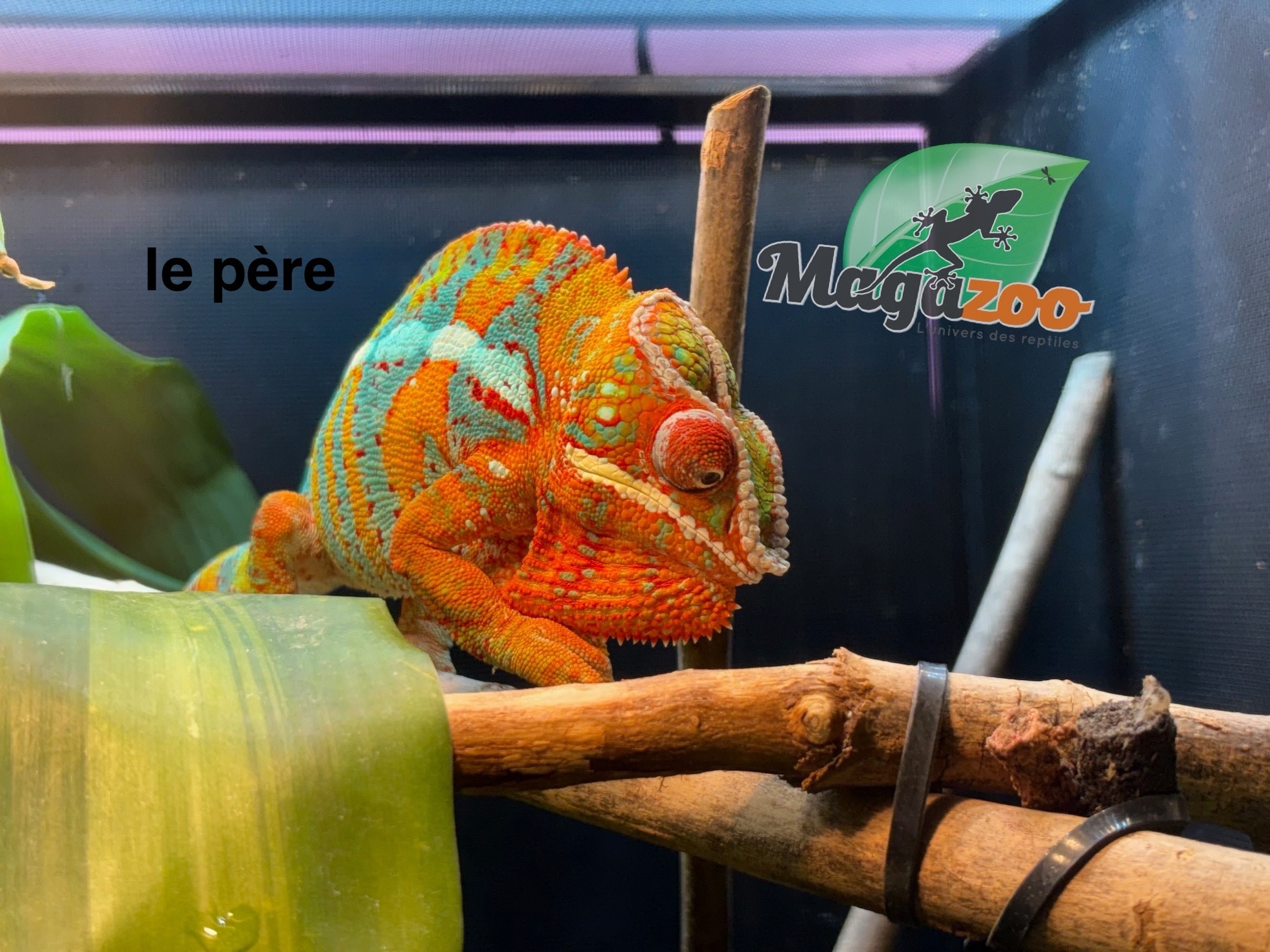 Magazoo Caméléon Panthère Ambilobe mâle ( 9 août  2025)