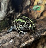 Magazoo Baby Giant bullfrog #3 (Pixie)