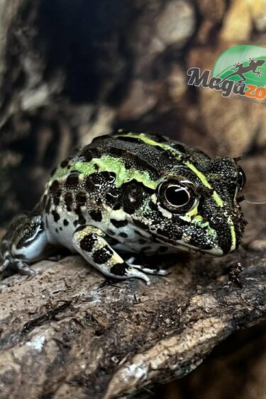 Magazoo Grenouille Taureau africaine géante Bébé #3 (Pixie)