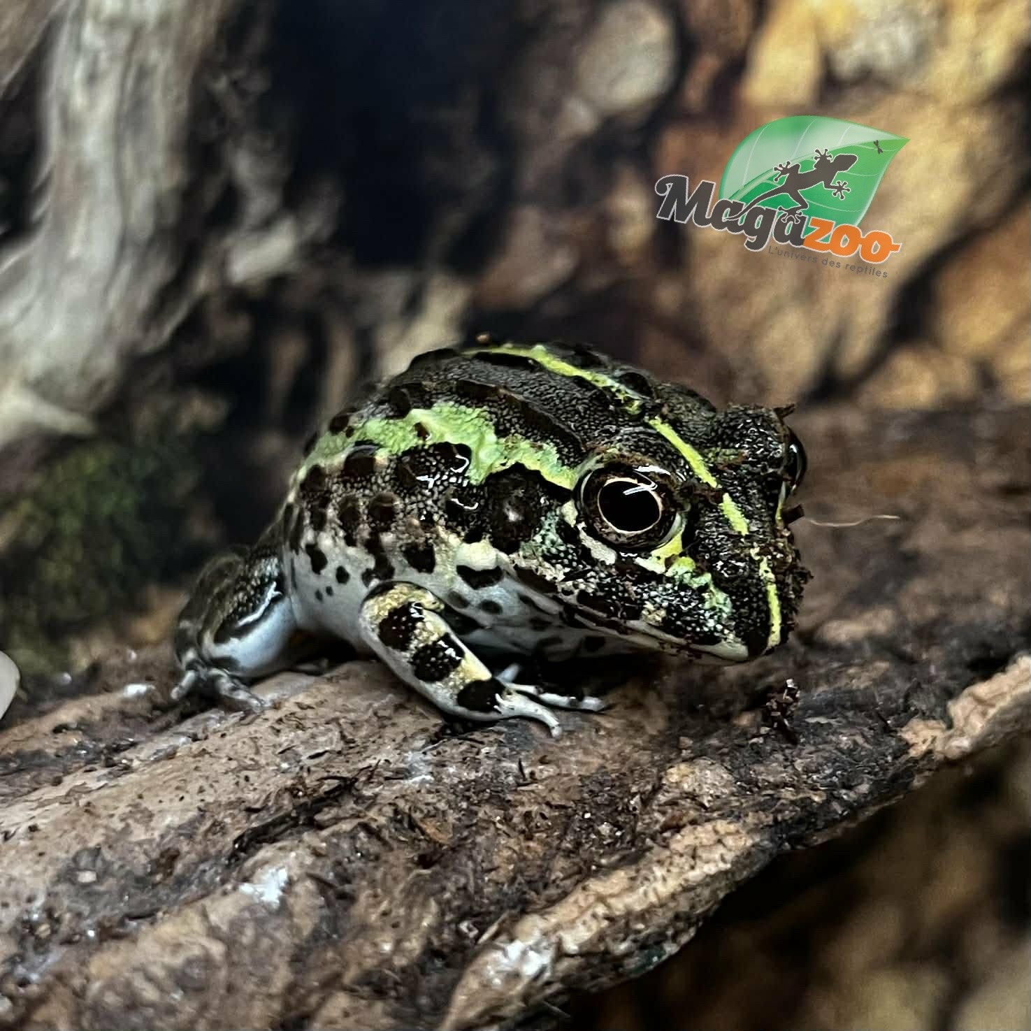 Magazoo Baby Giant bullfrog #3 (Pixie)