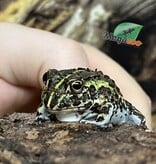 Magazoo Grenouille Taureau africaine géante Bébé #3 (Pixie)